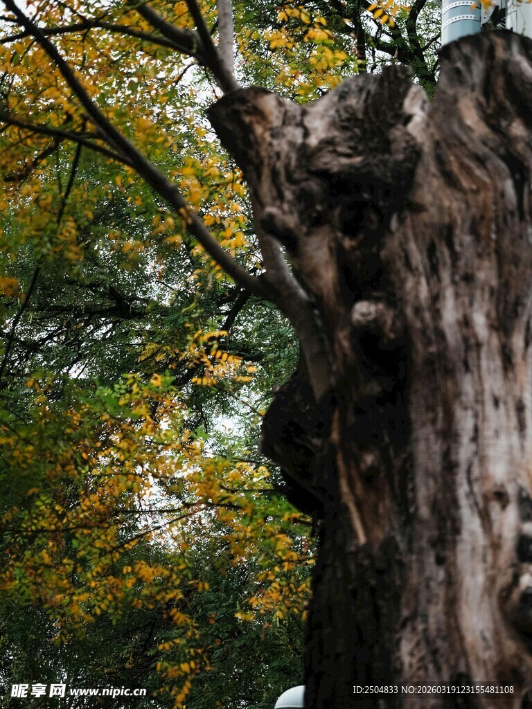 古老大树 尽显岁月沧桑