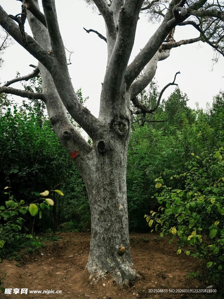 古老粗壮的树木与绿植