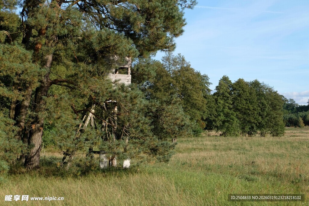 野外树林草地自然风景