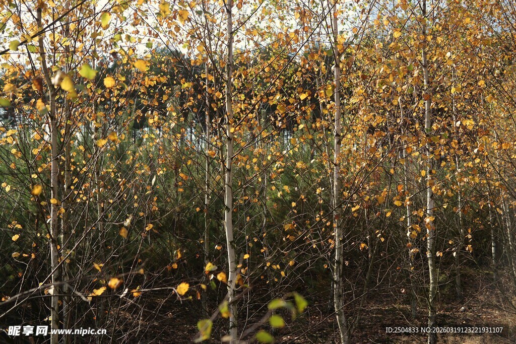 秋日白杨林 黄叶摇曳