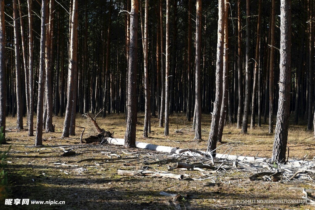 森林中的倒伏树木景象