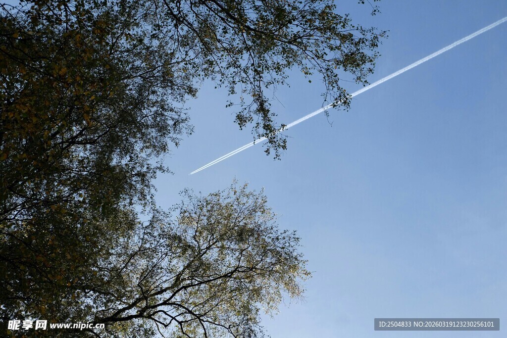 蓝天树梢间的飞机尾迹