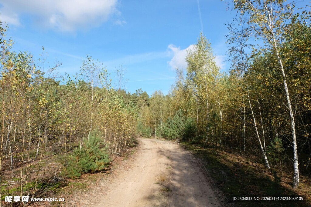 林间土路 秋日自然景致