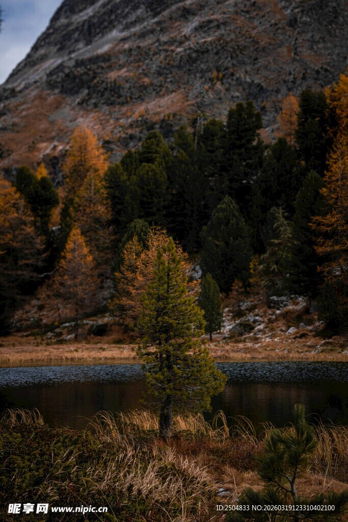 山间秋景湖畔孤树