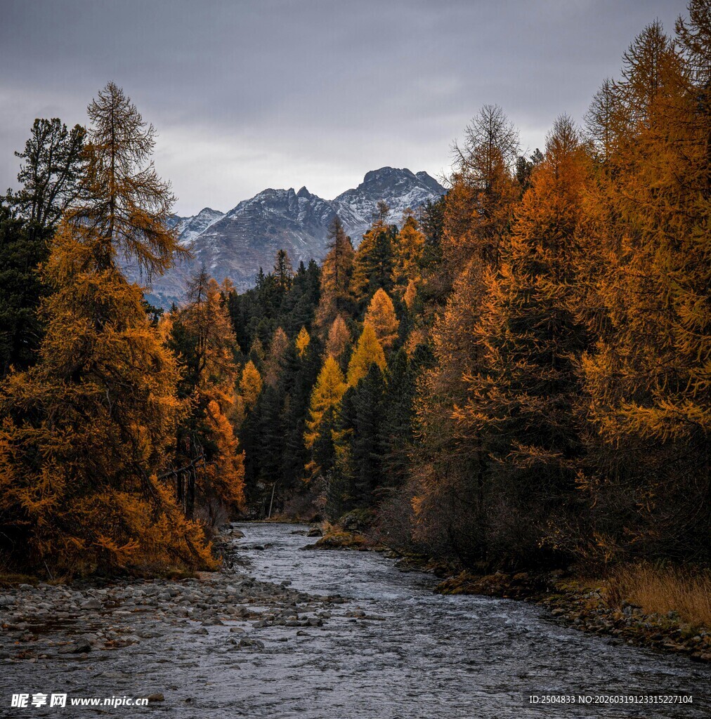 秋日山林中的潺潺溪流