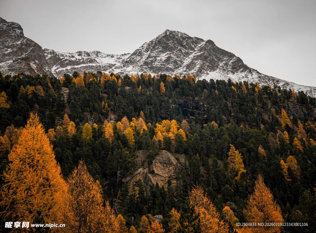 秋景中的雪山与斑斓树林
