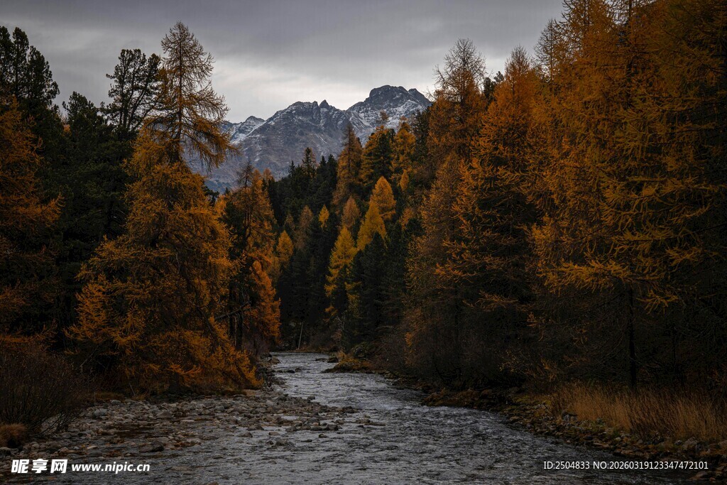 秋日山林间的潺潺溪流