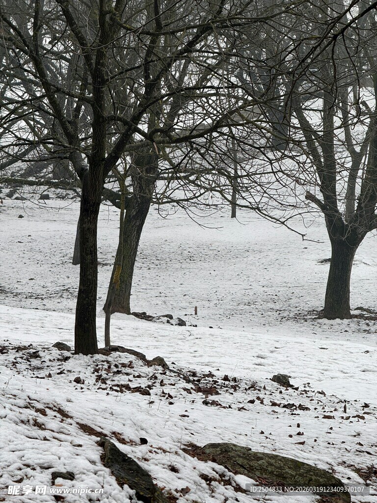 冬日雪景中的萧瑟树木
