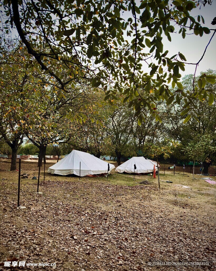 林间露营帐篷场景