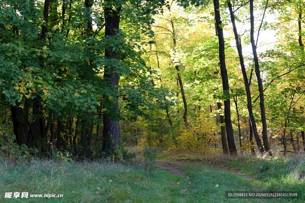 秋日林间小道景色