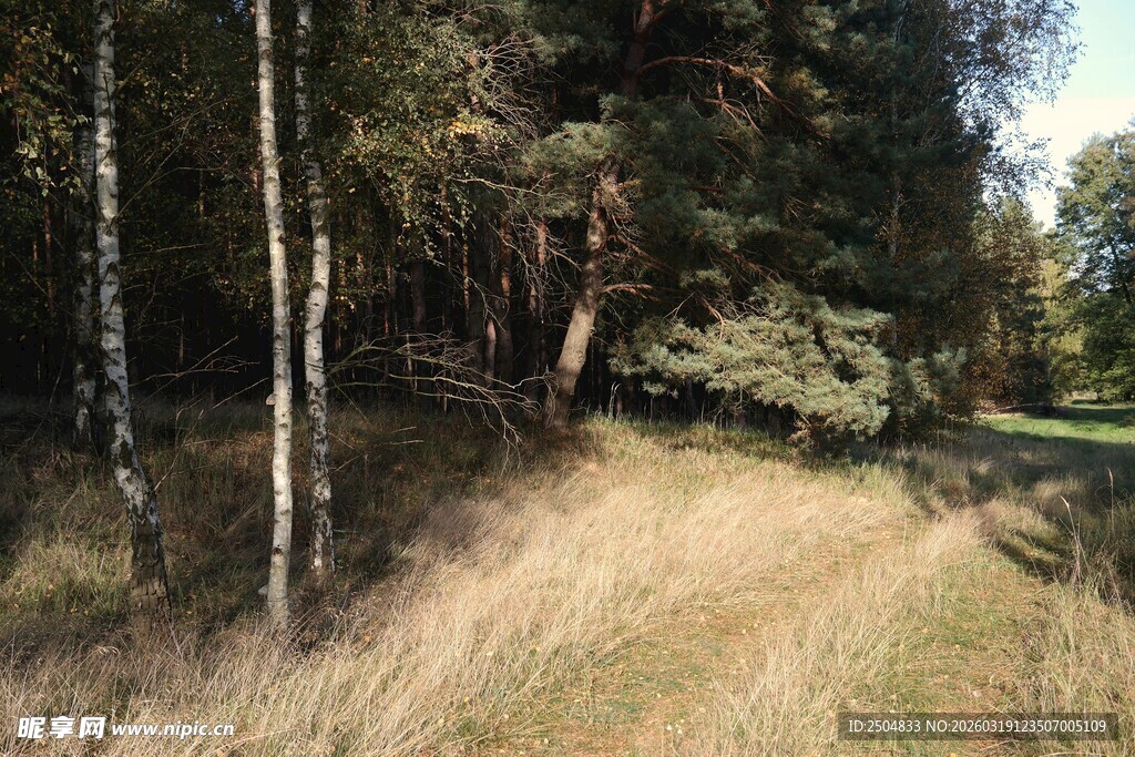 林间草地小径 自然景致