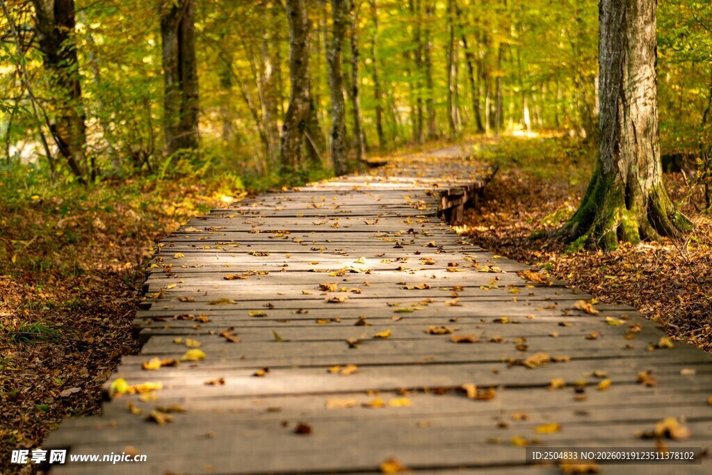 林间木板小径 秋意盎然