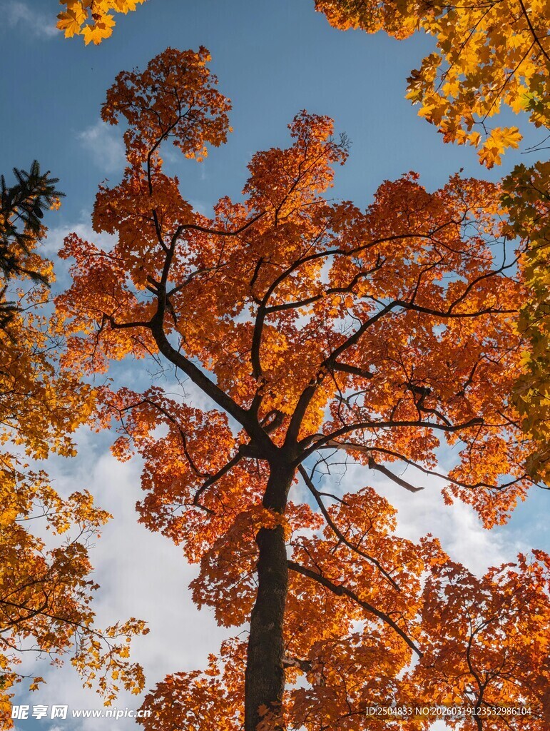 秋日绚烂树冠映蓝天