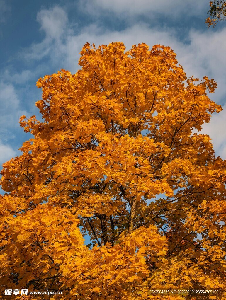 秋日金黄树冠映蓝天