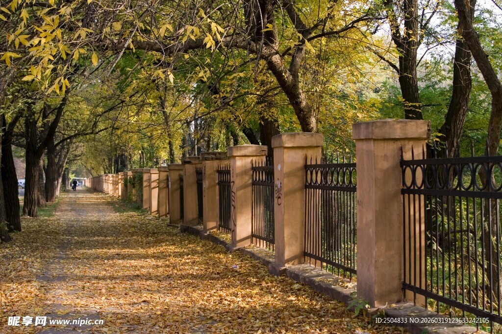 秋日林荫道 落叶铺就美景