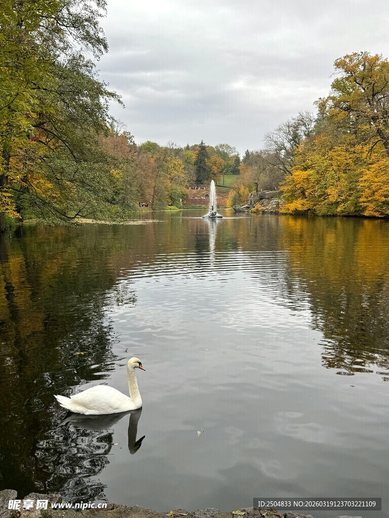 秋日湖畔天鹅悠然景致