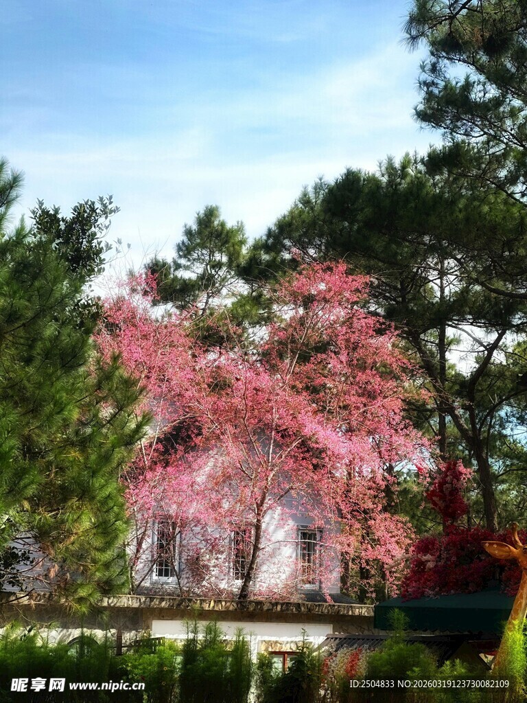 春日烂漫樱花树景