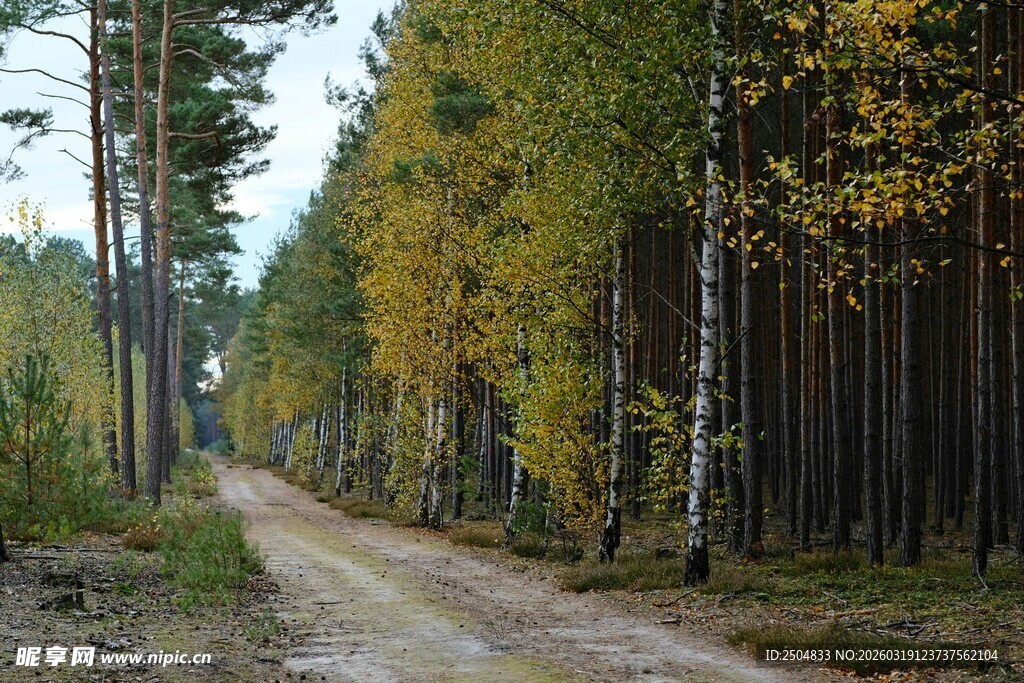 秋日林间土路风景