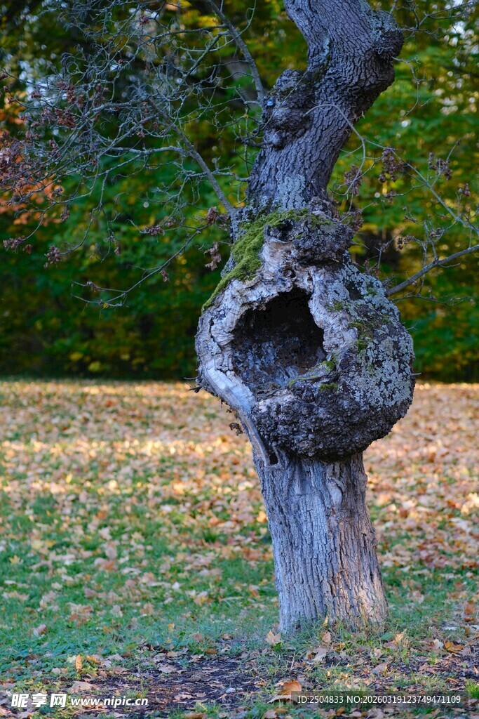 树洞老树 秋景中的独特存在