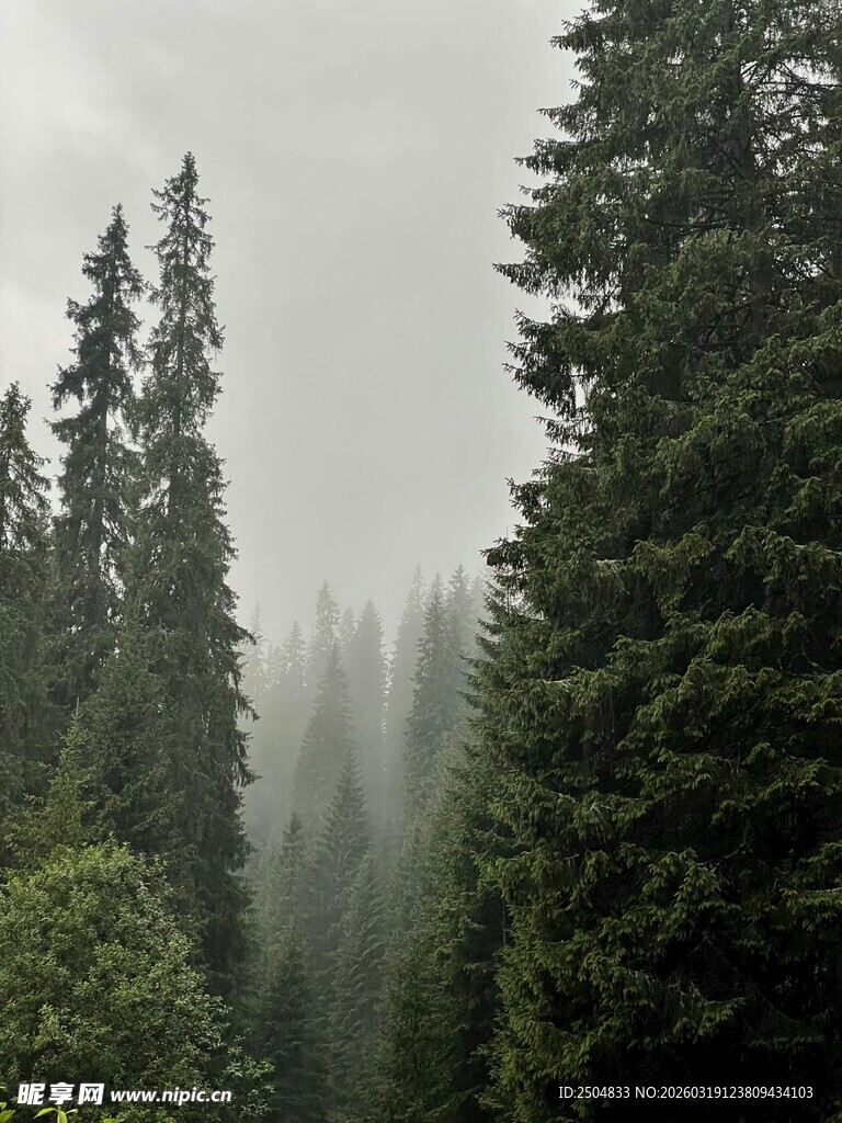 雾中森林 静谧自然之景