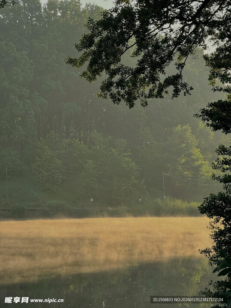 湖畔绿荫 静谧自然之景