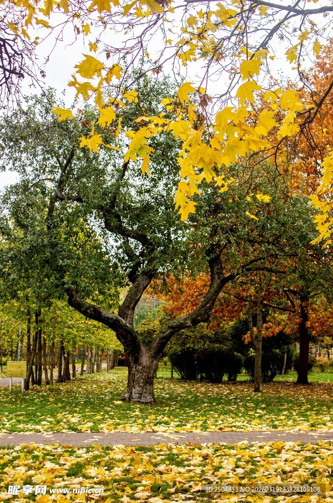 秋日公园落叶缤纷美景