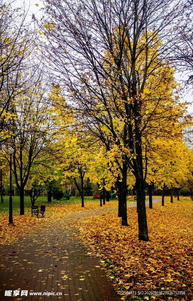 秋日林间小径的斑斓景致