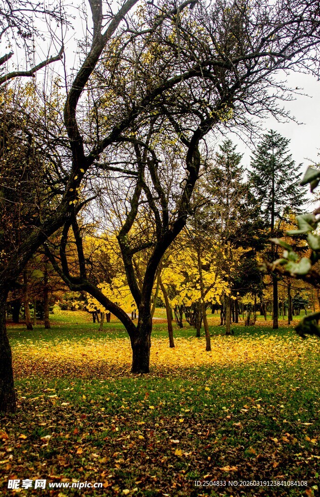 秋日树林的静谧美