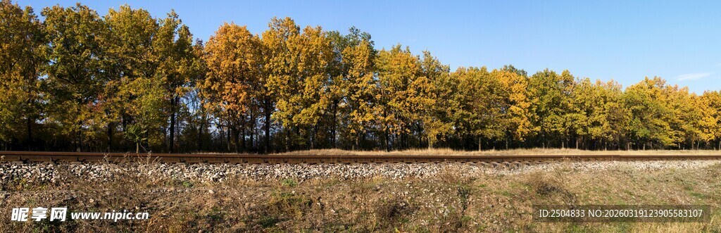 秋日原野的斑斓树林