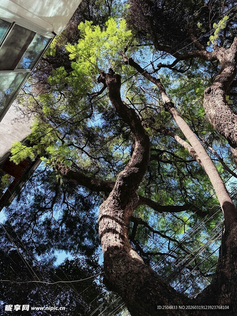 繁茂树林中的弯曲树干