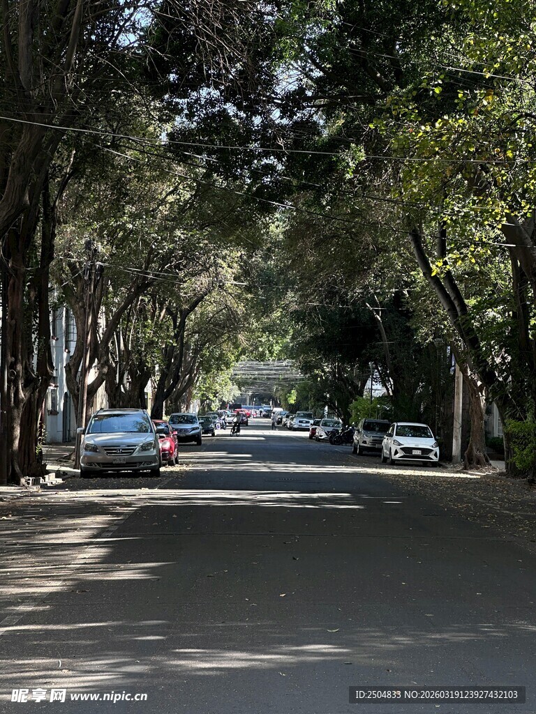 林荫大道上的静谧街景