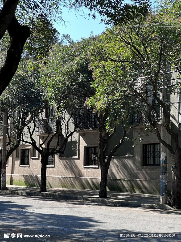 林荫下的静谧街道