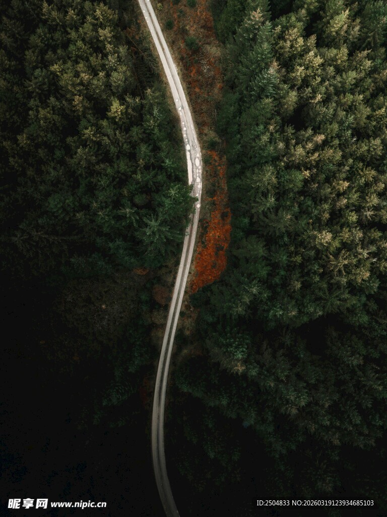 蜿蜒公路穿梭茂密森林