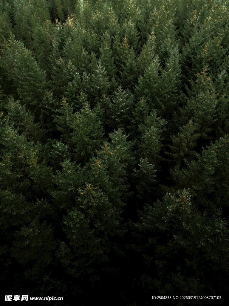 茂密松树林俯瞰景象