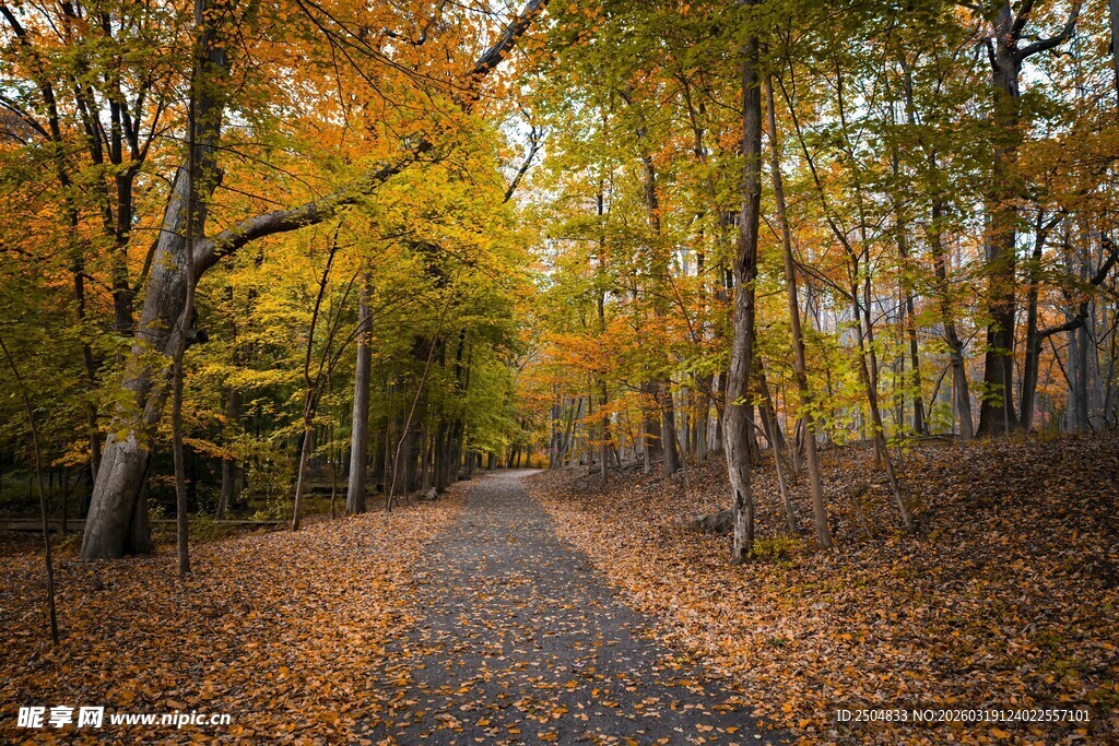 秋日林间小径 落叶铺就