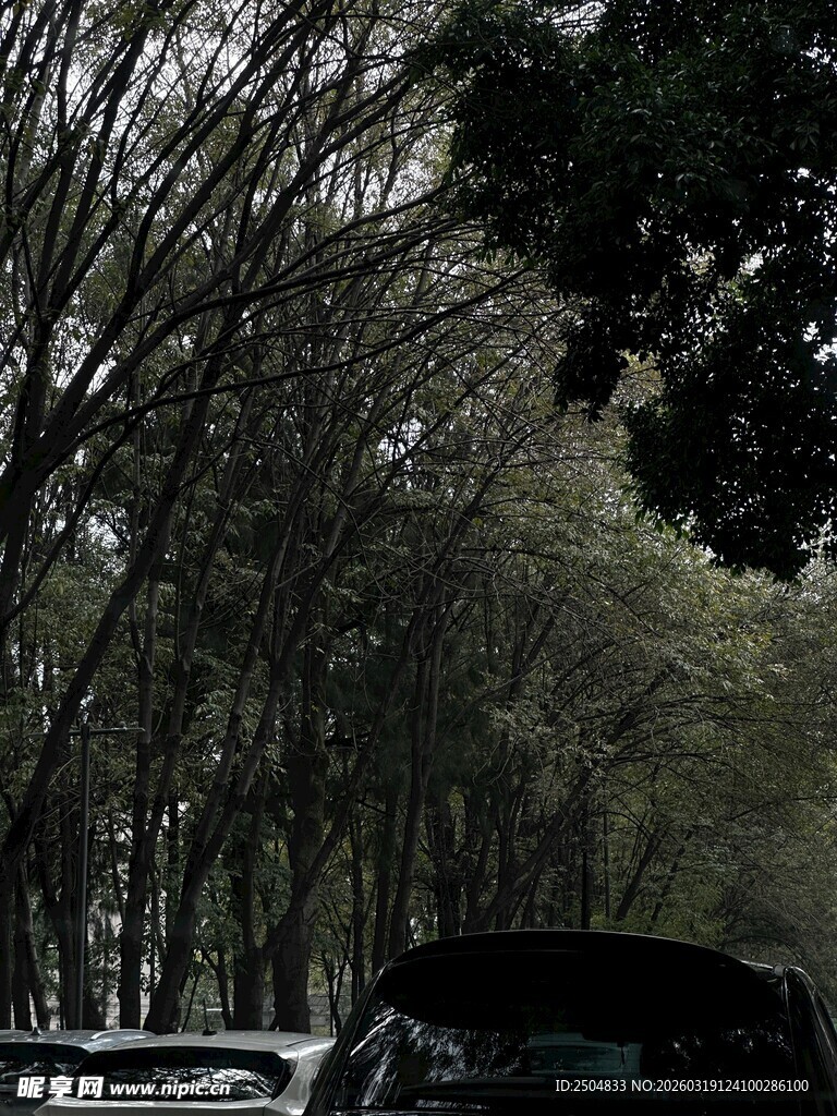 林荫下的车辆