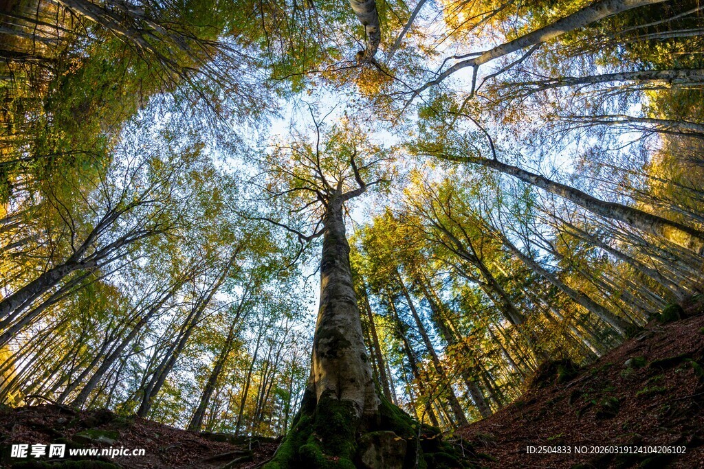 仰视森林中的高大树木