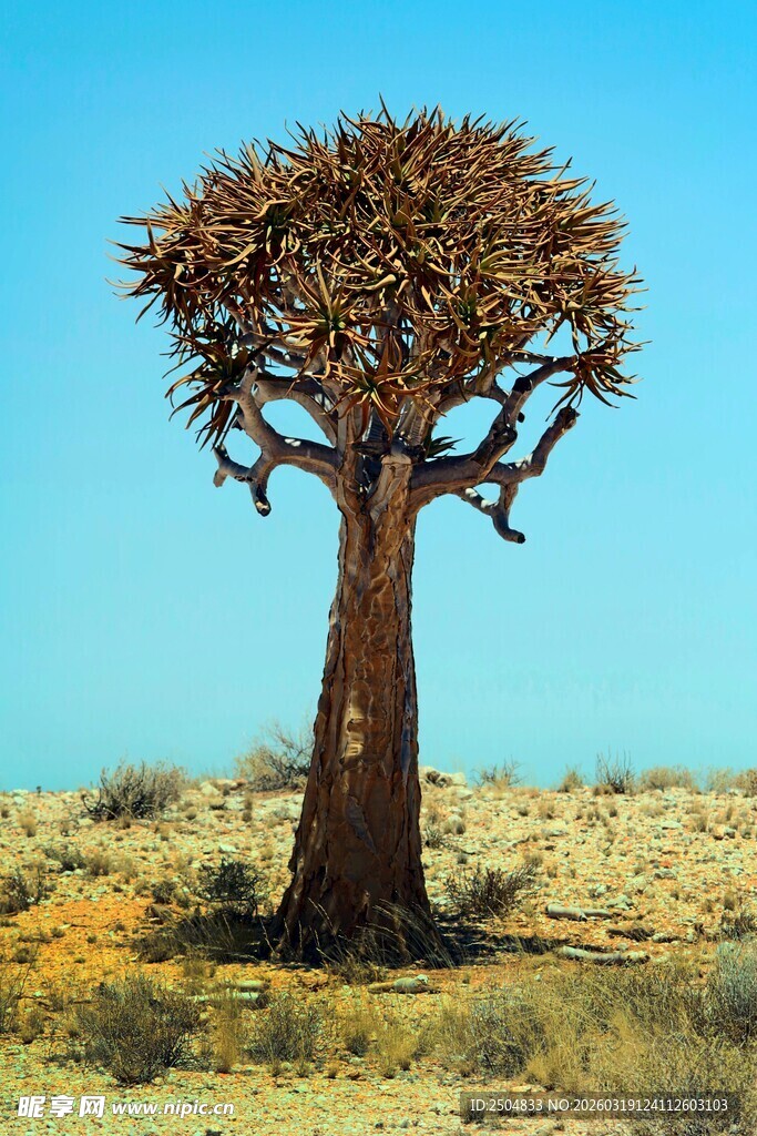  漠中孤独的箭袋树