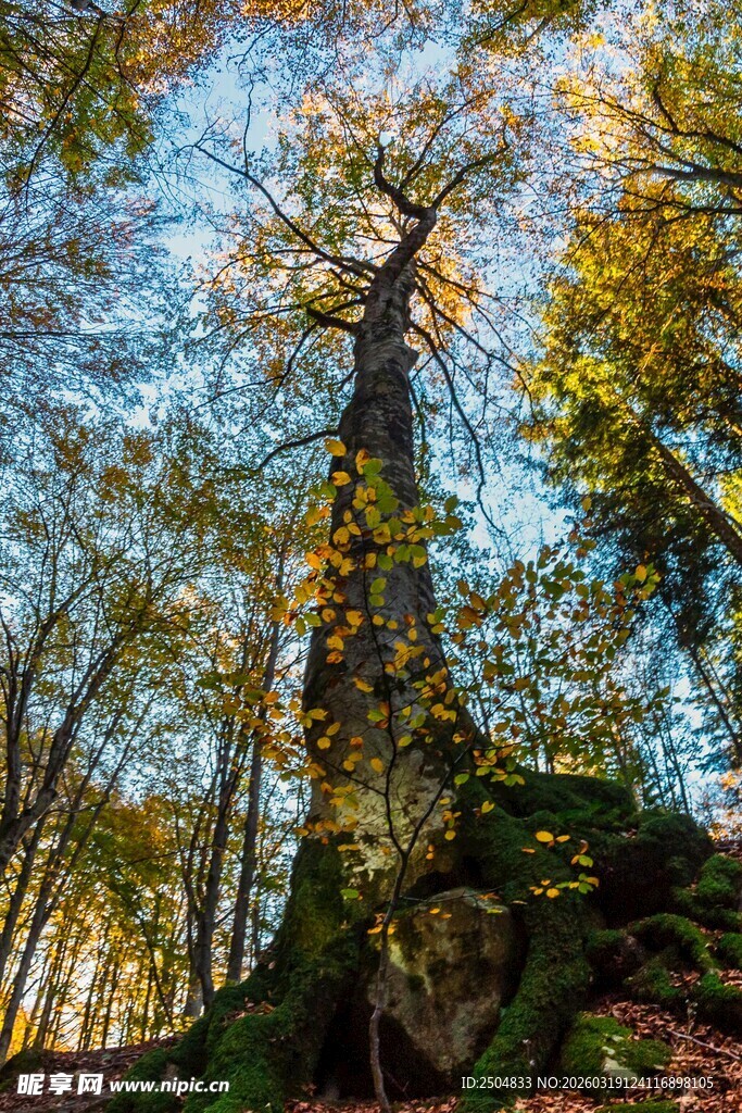 秋日森林中的参天大树