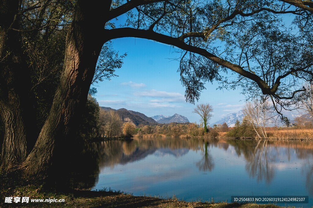 湖畔大树下的宁静湖景