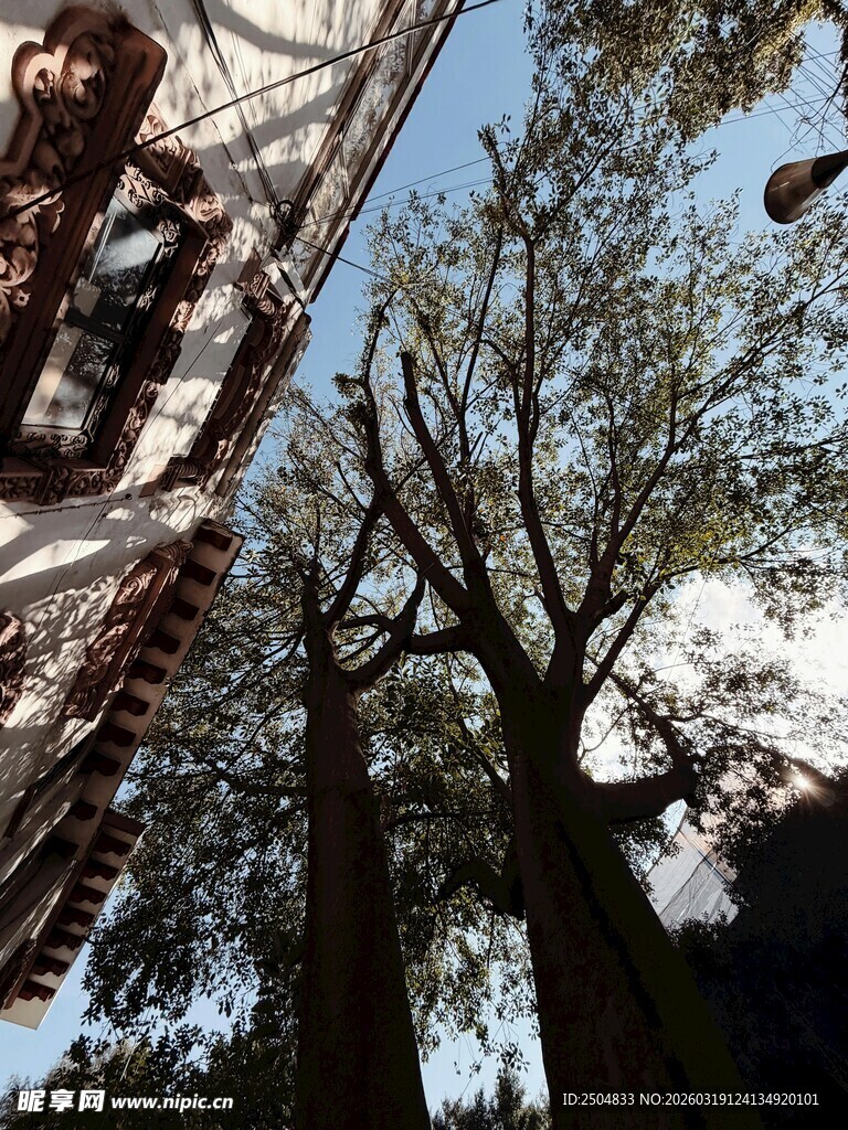 古老建筑旁的高大树木