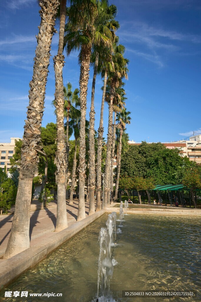 棕榈树旁的喷泉景观