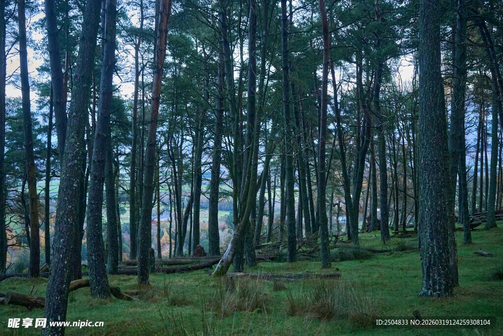 静谧森林中的挺拔树木
