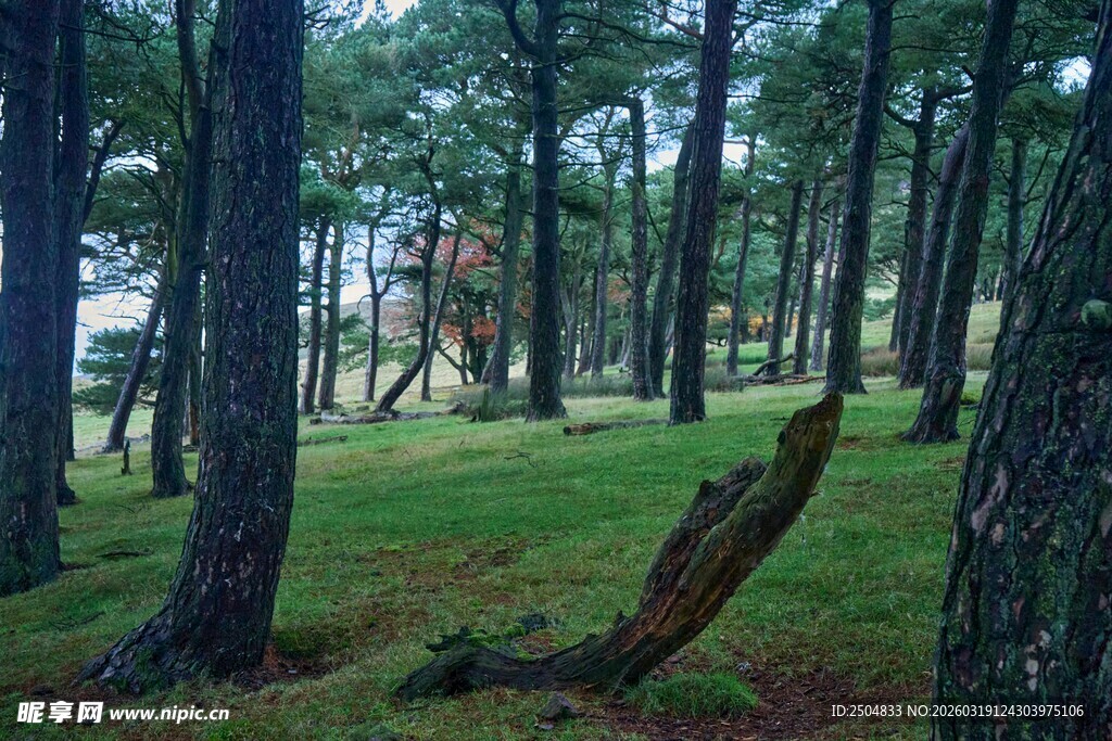 静谧森林中的倾斜树干