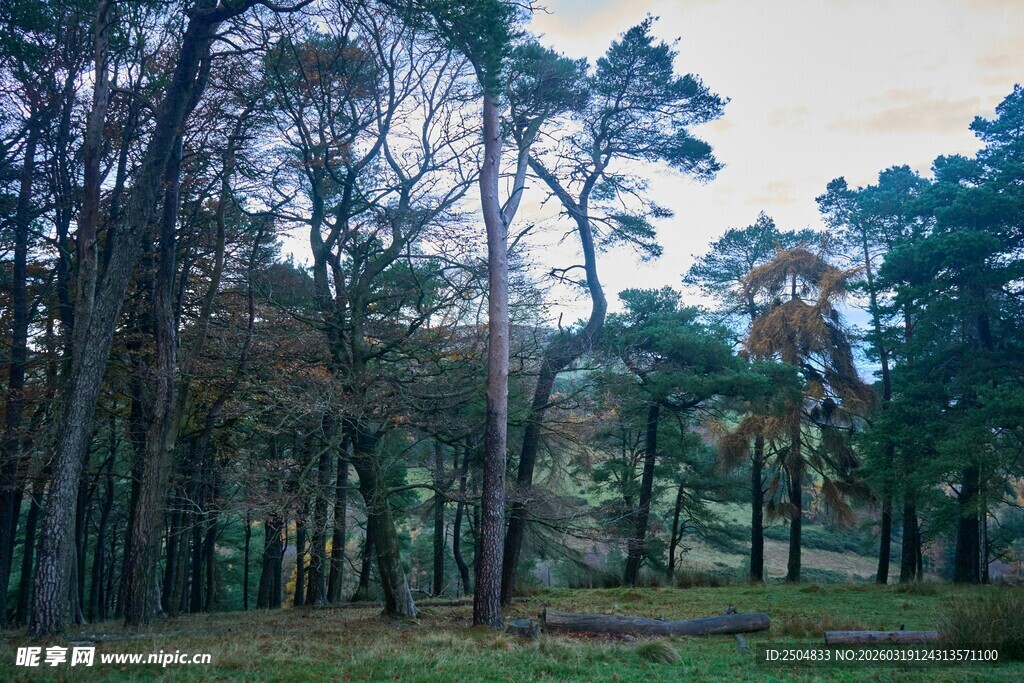 秋日静谧的松林景观