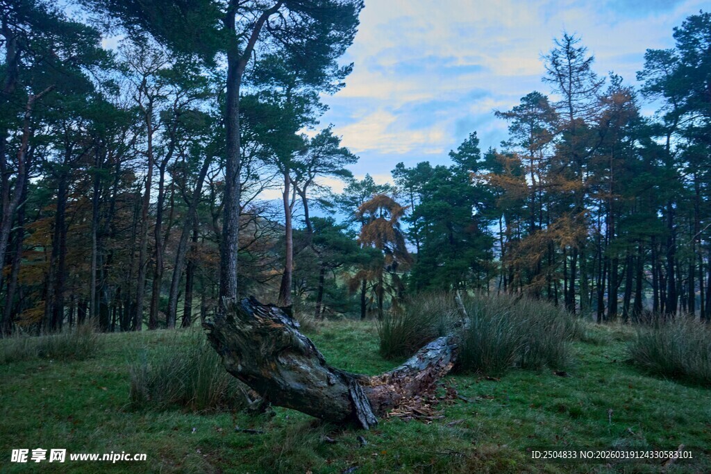 森林中的枯树与自然风光