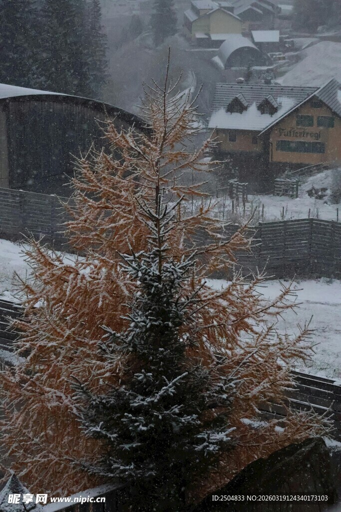 雪中挺立的金黄松树