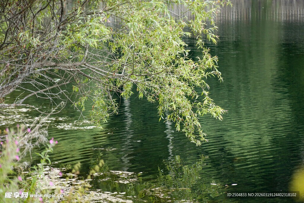 湖畔垂柳 绿意盎然的景致