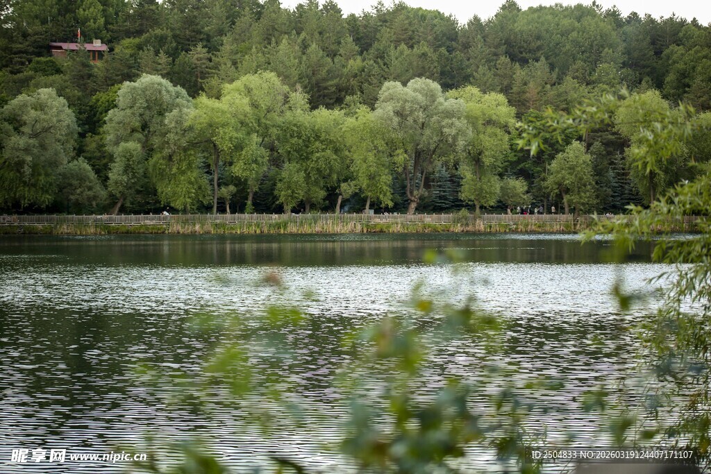 宁静湖畔的绿意森林