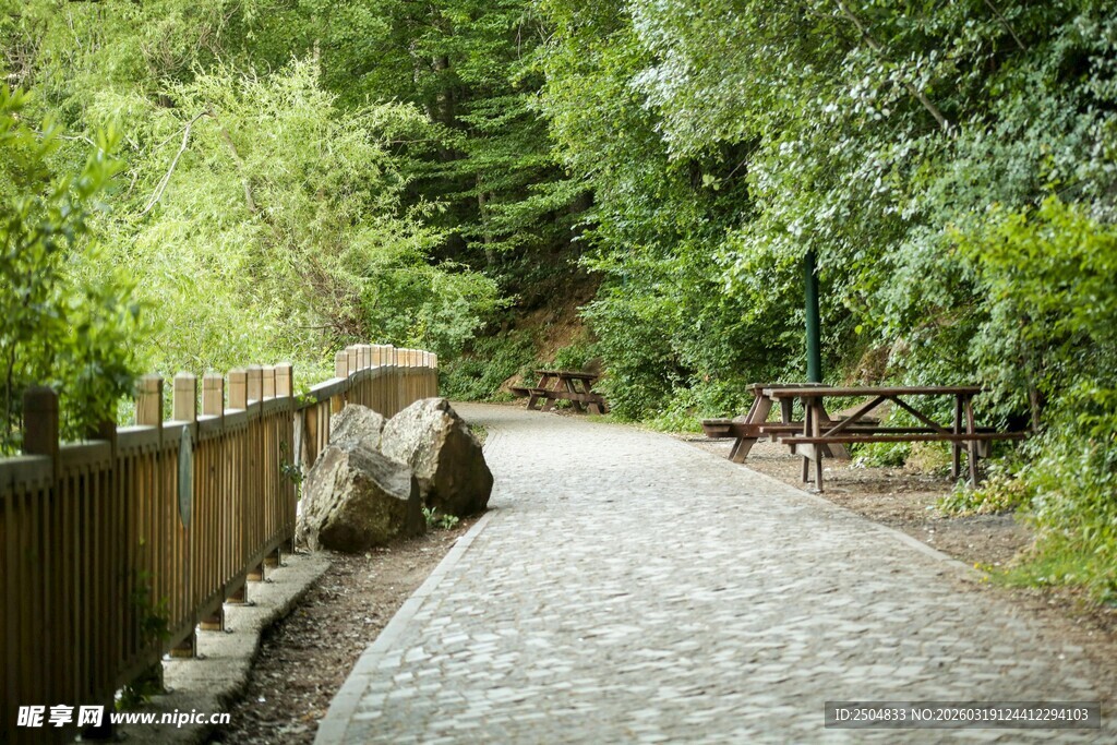 林间石板小径 静谧自然景